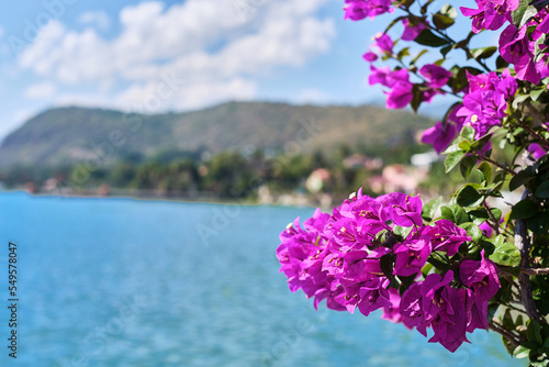 Wisteria Lilac Purple Flower Lverlooking Lake 