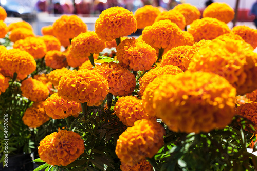 Day of the Dead Marigolds