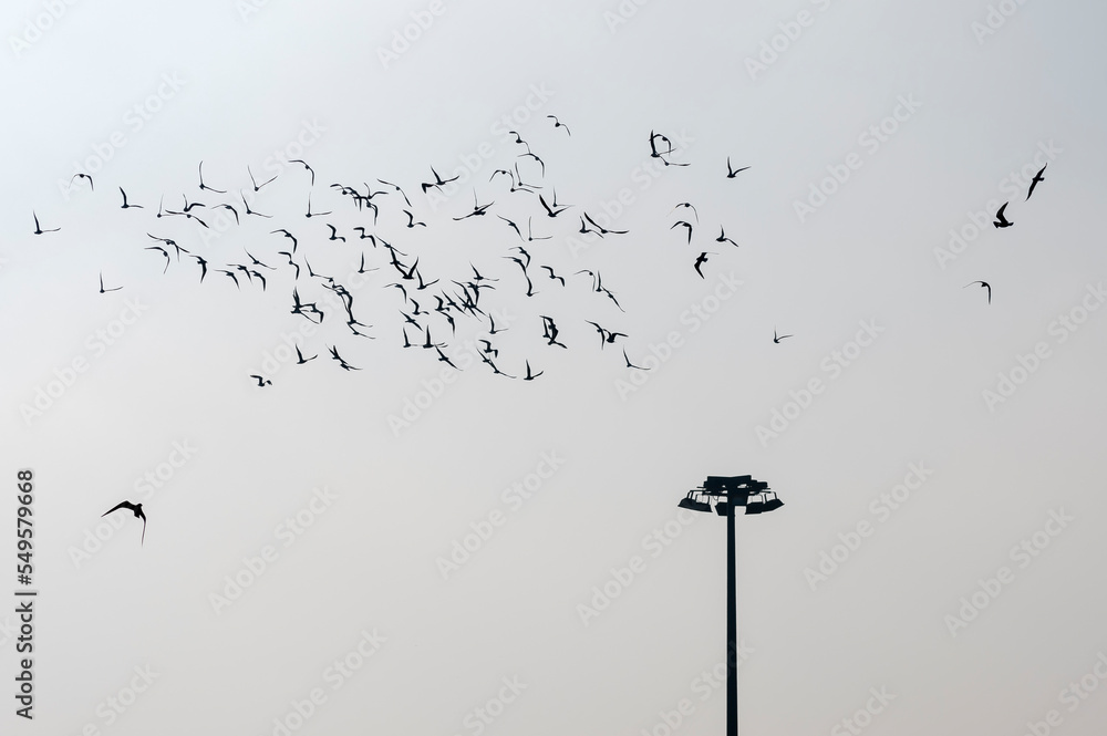 Fototapeta premium Flock of birds around tall street lamp.