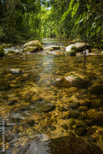 Preserved river with clear and clean waters  running through the tropical forest  with rocks in the foreground and tall trees in the background  colors green  brown and black