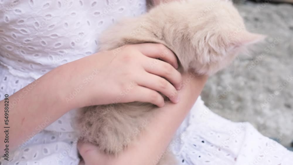 A touching moment between pet and its owner. A fluffy beige kittens kisses its owner on the nose while sitting in her arms. Little school kid girl playing with kittens cats outside in the garden A touching moment between pet and its owner. A fluffy beige kittens kisses its owner on the nose while sitting in her arms. Little school kid girl playing with kittens cats outside in the garden