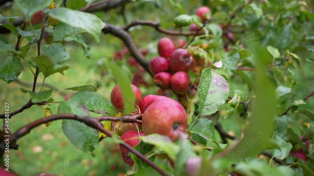 There is a bountiful harvest of apples on the tree There is a bountiful harvest of apples on the tree