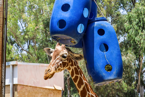 Cute giraffe near feeder in...