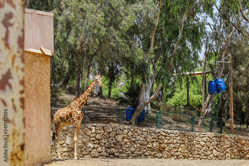 Cute giraffe in zoological ...
