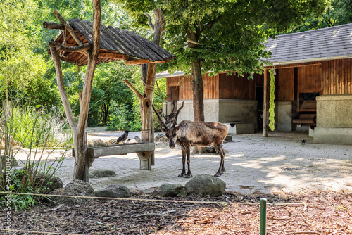 Male reindeer in zoological...