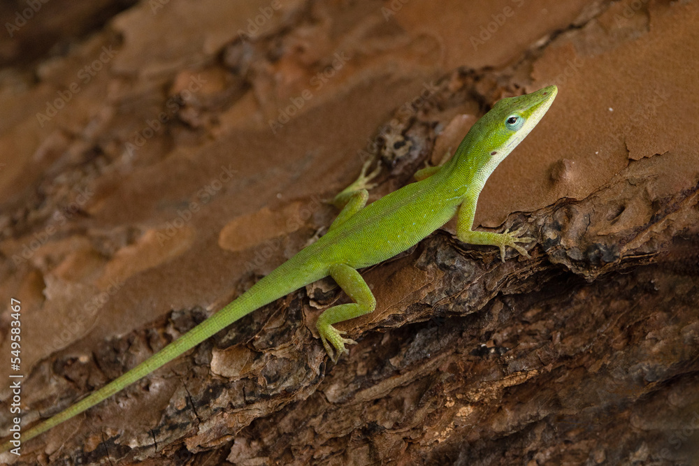 A green anole (Anolis carolinensis), a native Florida lizard, on the bark of a pine tree A green anole (Anolis carolinensis), a native Florida lizard, on the bark of a pine tree