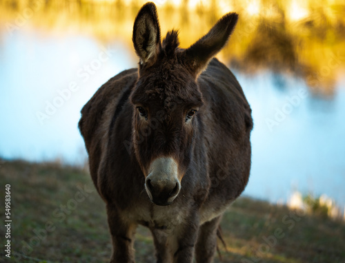 Donkey in a Field © Penny Britt