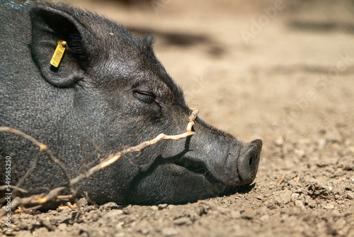 Closeup shot of a Vietnamese Pot-bellied pig sleeping on sand floor photo