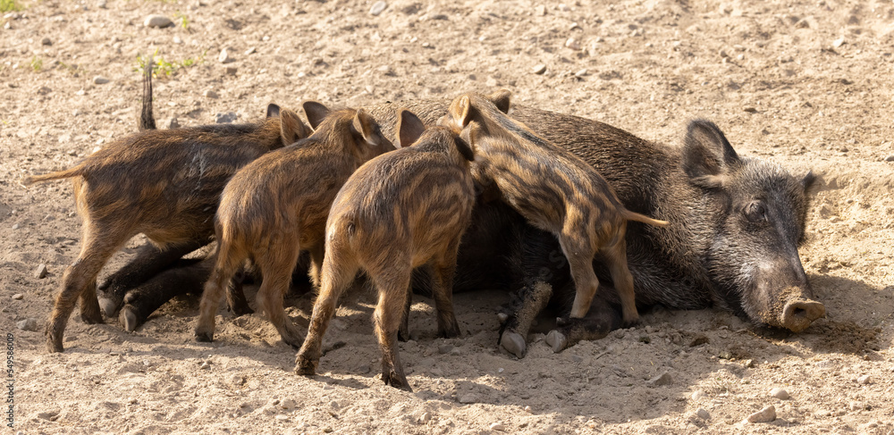 Baby Piglets nursing milk from mom. The boar, also known as the wild swine, common wild pig, Eurasian wild pig, or simply wild pig, is native to much of Eurasia and North Africa. Baby Piglets nursing milk from mom. The boar, also known as the wild swine, common wild pig, Eurasian wild pig, or simply wild pig, is native to much of Eurasia and North Africa.
