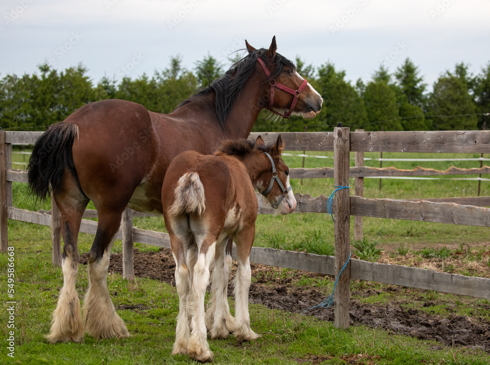 Fototapeta premium This horse is with her first year baby foal. They are Clydesdales vey powerful draught horses that look impressive when driven as a team, such as the world famous Budweiser Clydesdales. 