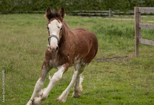 This young foal is a Clydesdale they are powerful draught horses that look impressive when driven as a team, such as the world famous Budweiser Clydesdales. This is a running foal.