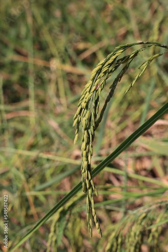 Rice fields in Thailand. Close-up of Thai rice grains.