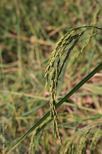 Rice fields in Thailand. Close-up of Thai rice grains.