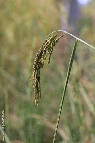 Rice fields in Thailand. Close-up of Thai rice grains.