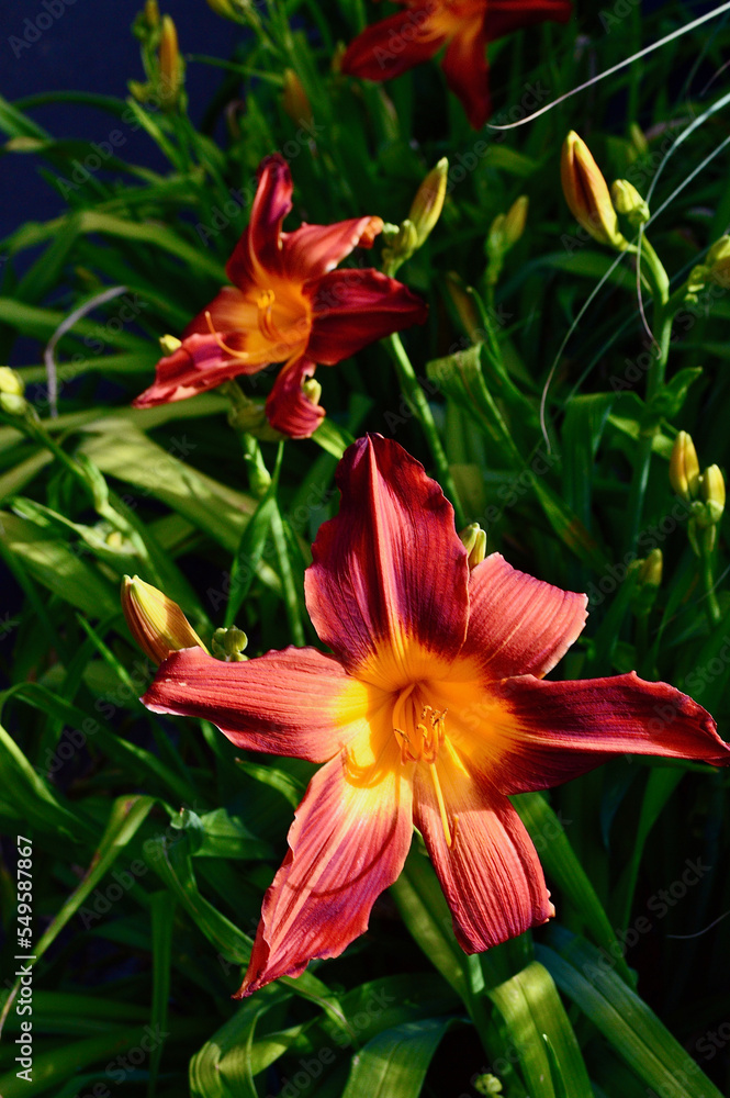 Beautiful orange blooms in the park at spring time Beautiful orange blooms in the park at spring time