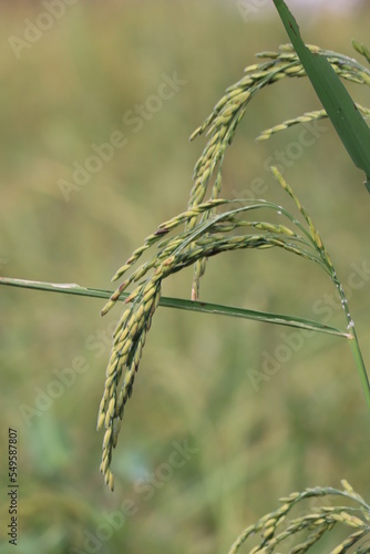 Rice fields in Thailand. Close-up of Thai rice grains.