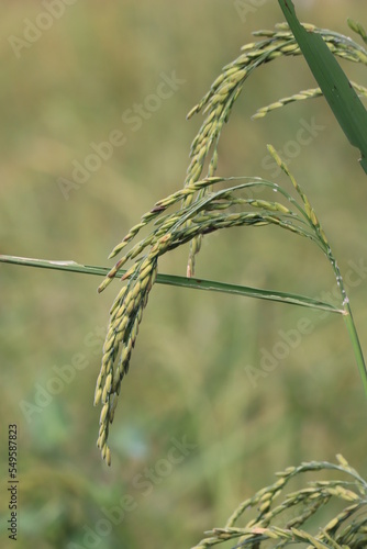 Rice fields in Thailand. Close-up of Thai rice grains.