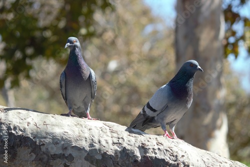 Two Pigeons chilling on a branch