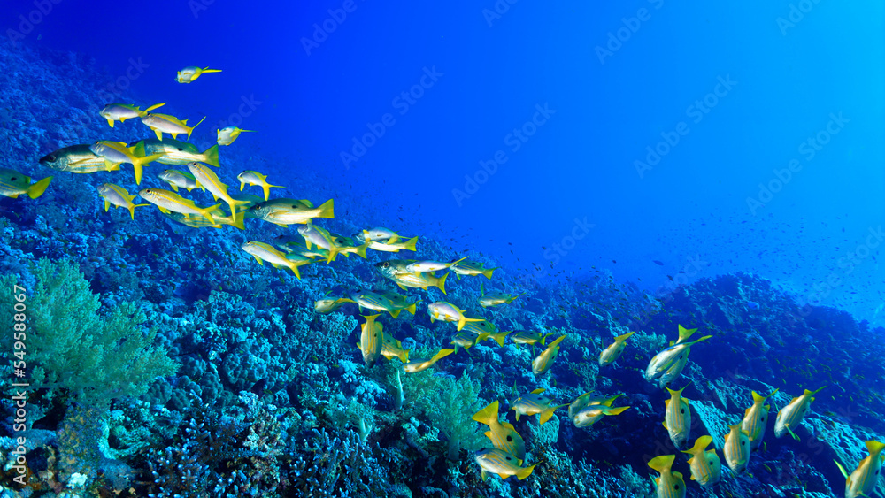 Naklejka premium Underwater photo of schools of fish.