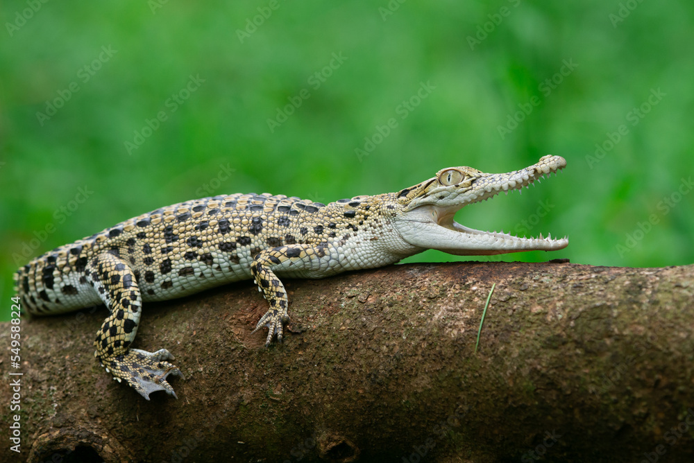 Close up of two baby Saltwater crocodile crocodylus porosus opening its mouth on a tree trunk with bokeh background Close up of two baby Saltwater crocodile crocodylus porosus opening its mouth on a tree trunk with bokeh background