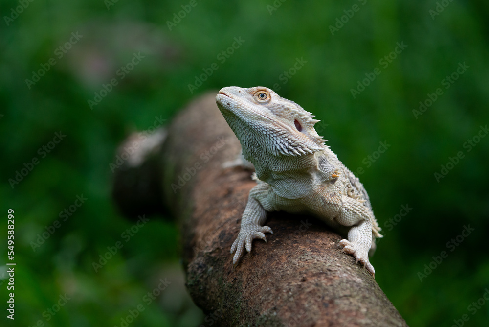 A white bearded dragon resting on a tree trunk with bokeh background 