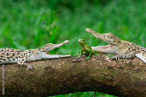 Two saltwater crocodile meeting with baby green iguana on a tree trunk with bokeh background 