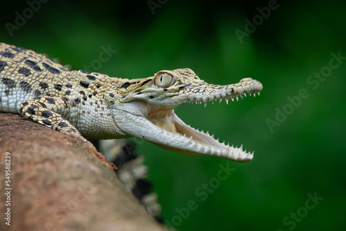 Close up of a baby Saltwater crocodile crocodylus porosus opening its mouth with bokeh background 