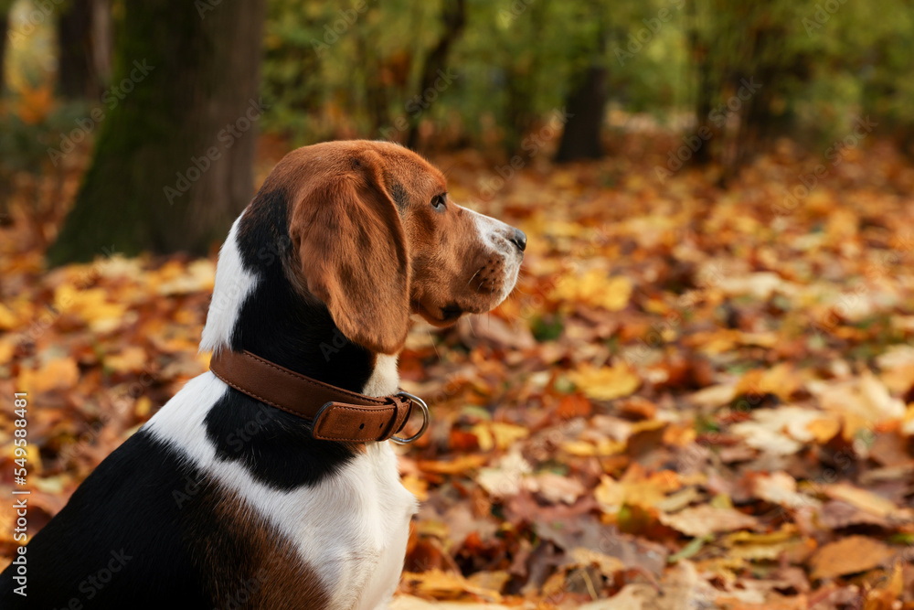 Adorable Beagle dog in stylish collar in autumn park. Space for text