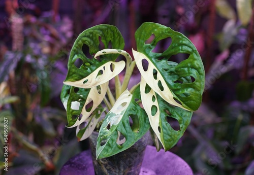 The white and green half moon leaves of variegated Monstera Adansonii