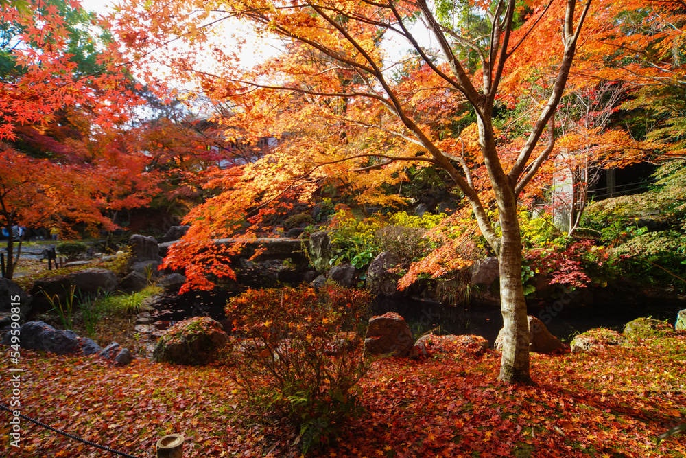 長岡天満宮の庭園の紅葉 長岡天満宮の庭園の紅葉