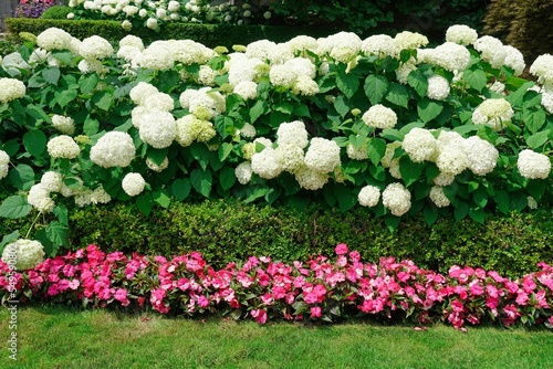 garden border with a hedge of hydrangea bushes and pink impatiens photo