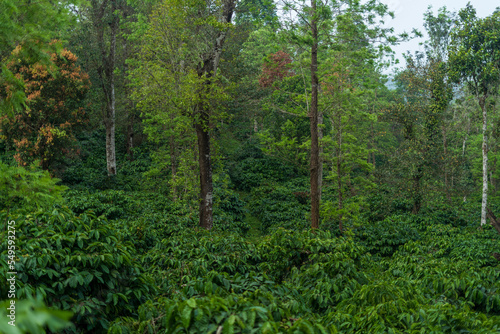 Coffee Plantation in Mudigere  India.