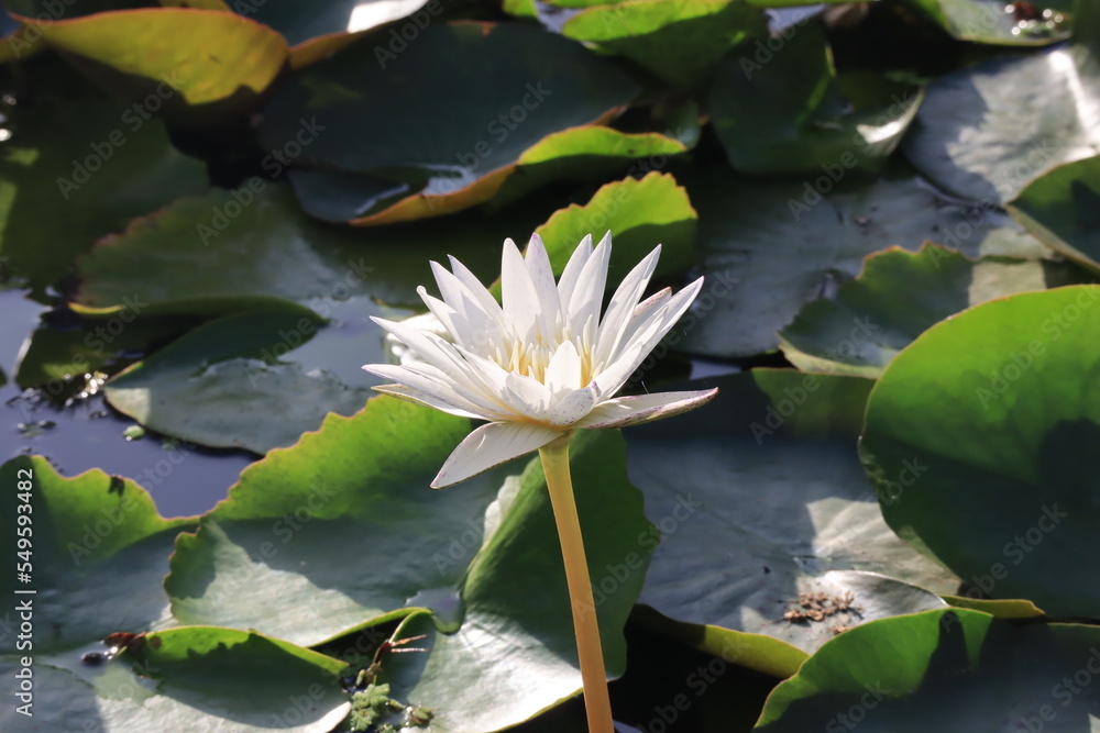 Beautiful lotus flower in a pool; Nymphaea sp. Beautiful lotus flower in a pool; Nymphaea sp.