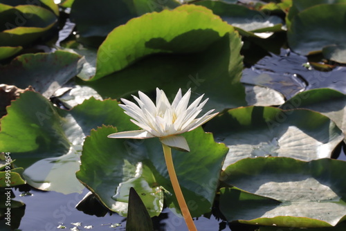 Beautiful lotus flower in a pool; Nymphaea sp.