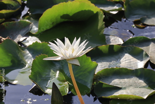 Beautiful lotus flower in a pool; Nymphaea sp.