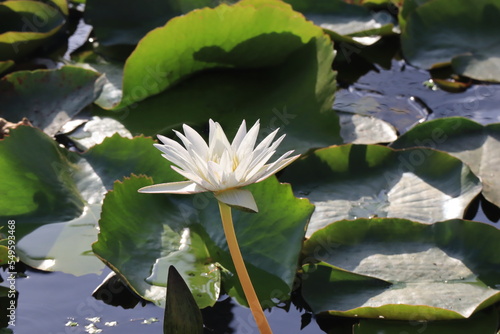 Beautiful lotus flower in a pool; Nymphaea sp.