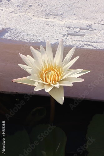 Beautiful lotus flower in a pool; Nymphaea sp.
