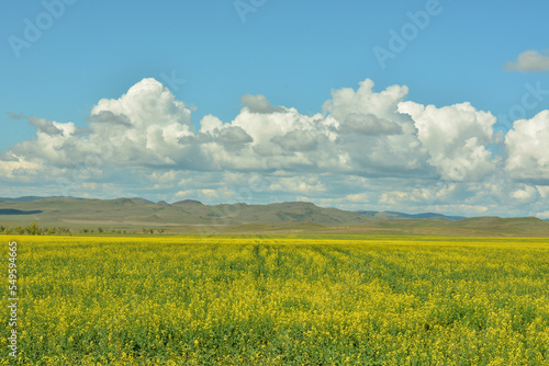 A huge steppe sown with rapeseed at the foot of a mountain range on a warm summer day.