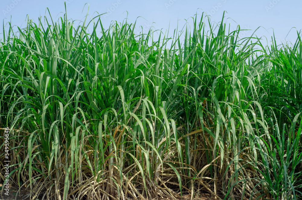 sugar cane field, sugarcane in the field growing sugar cane field, sugarcane in the field growing
