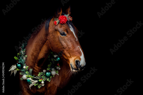 Head portrait of a bay brown trotter horse wearing a festive christmas wreath and a cute red flower bouquet in front of black background © Annabell Gsödl