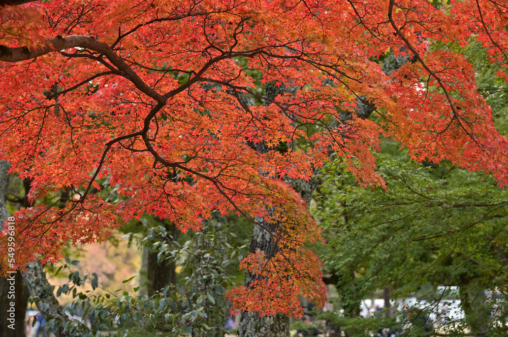 red maple tree in autumn at Nara park