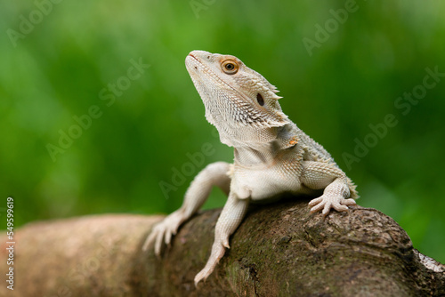 A white bearded dragon resting on a tree trunk with bokeh background