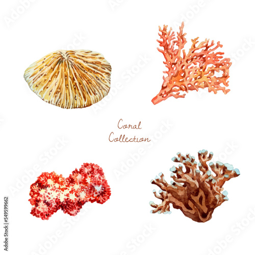 Watercolor hand drawn different coral collection