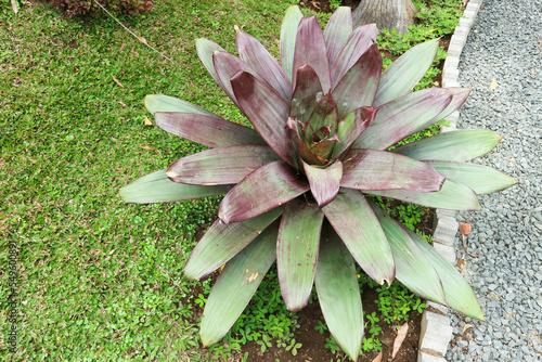 Plant : Bromelia Giant Alcantarea Imperialis with green background photo