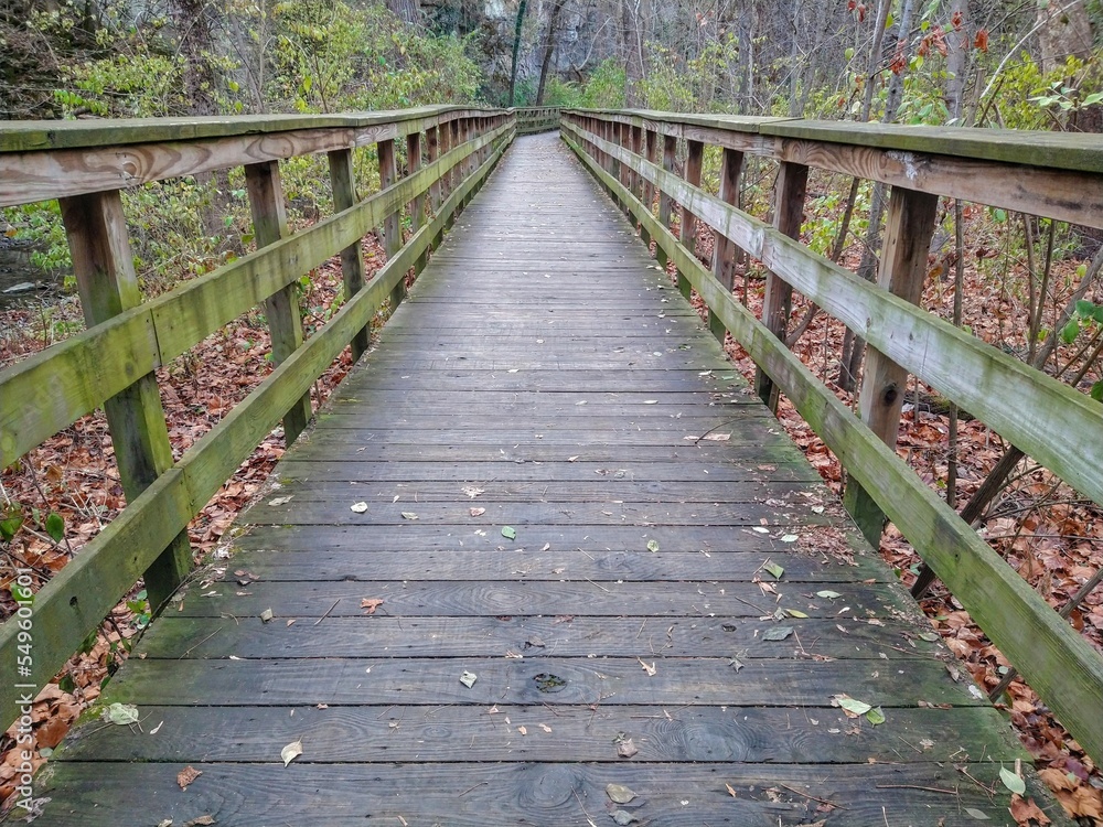 Green-Tinted Wooden Boardwalk in Autumn Woodland