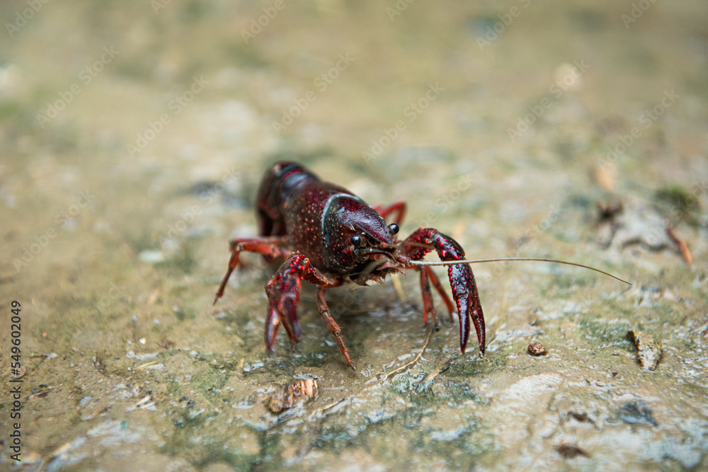 A Red swamp crawfish or crayfish crawl on the ground. A Red swamp crawfish or crayfish crawl on the ground.