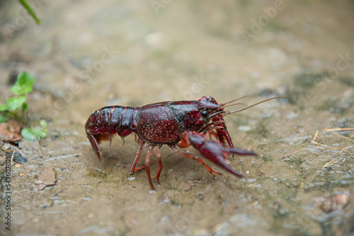 A Red swamp crawfish or crayfish crawl on the ground. © zhikun sun