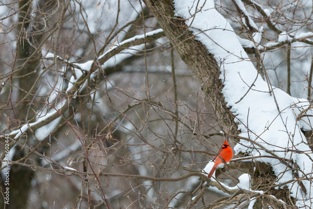 Red male Northern Cardinal perched on a snow covered tree Red male Northern Cardinal perched on a snow covered tree