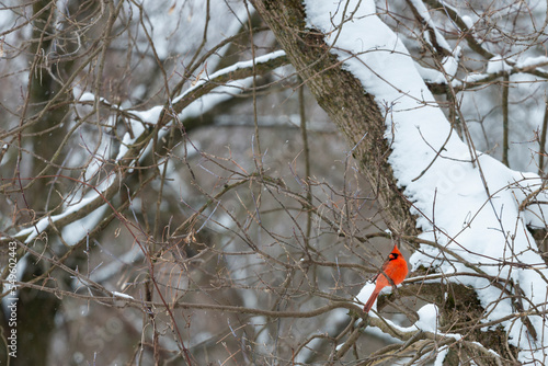 Red male Northern Cardinal perched on a snow covered tree