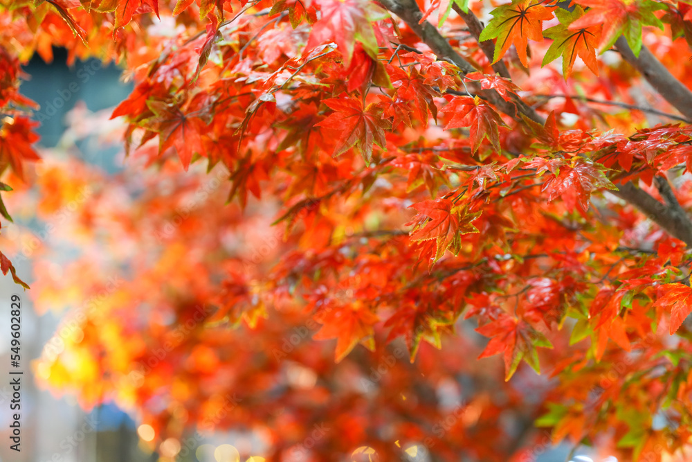 fake red maple leaf. blooming red maple fake tree. fake red maple leaf. blooming red maple fake tree.